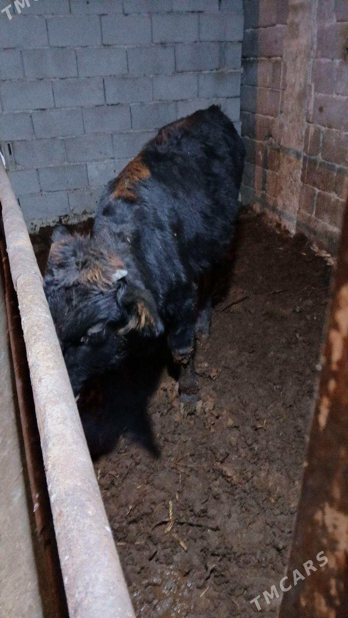 okuz - Aşgabat - img 1