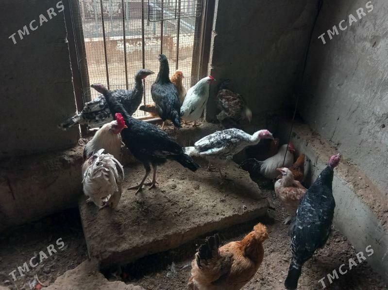 Induk towuk horaz - Берекет - img 1