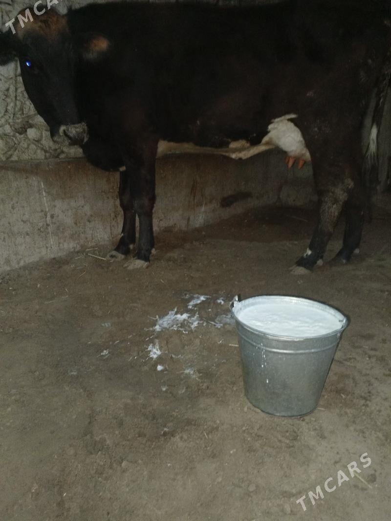 goleli sygyr gibirt - Балканабат - img 1