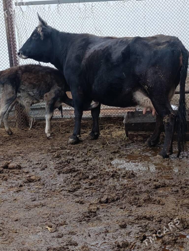 tohum göleli sygyr - Гёкдепе - img 1