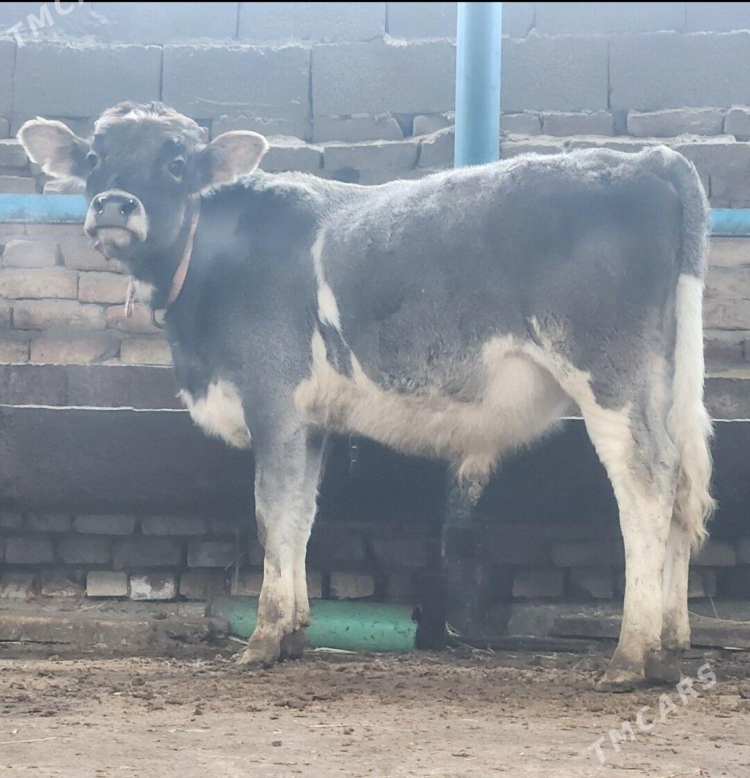 okuz - Бахарден - img 1