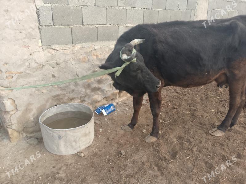 goleli sygyr - Гызыларбат - img 1