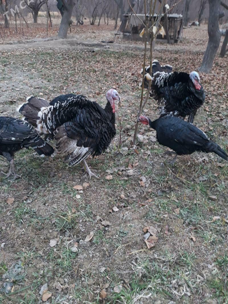 Induk - Saýat - img 1