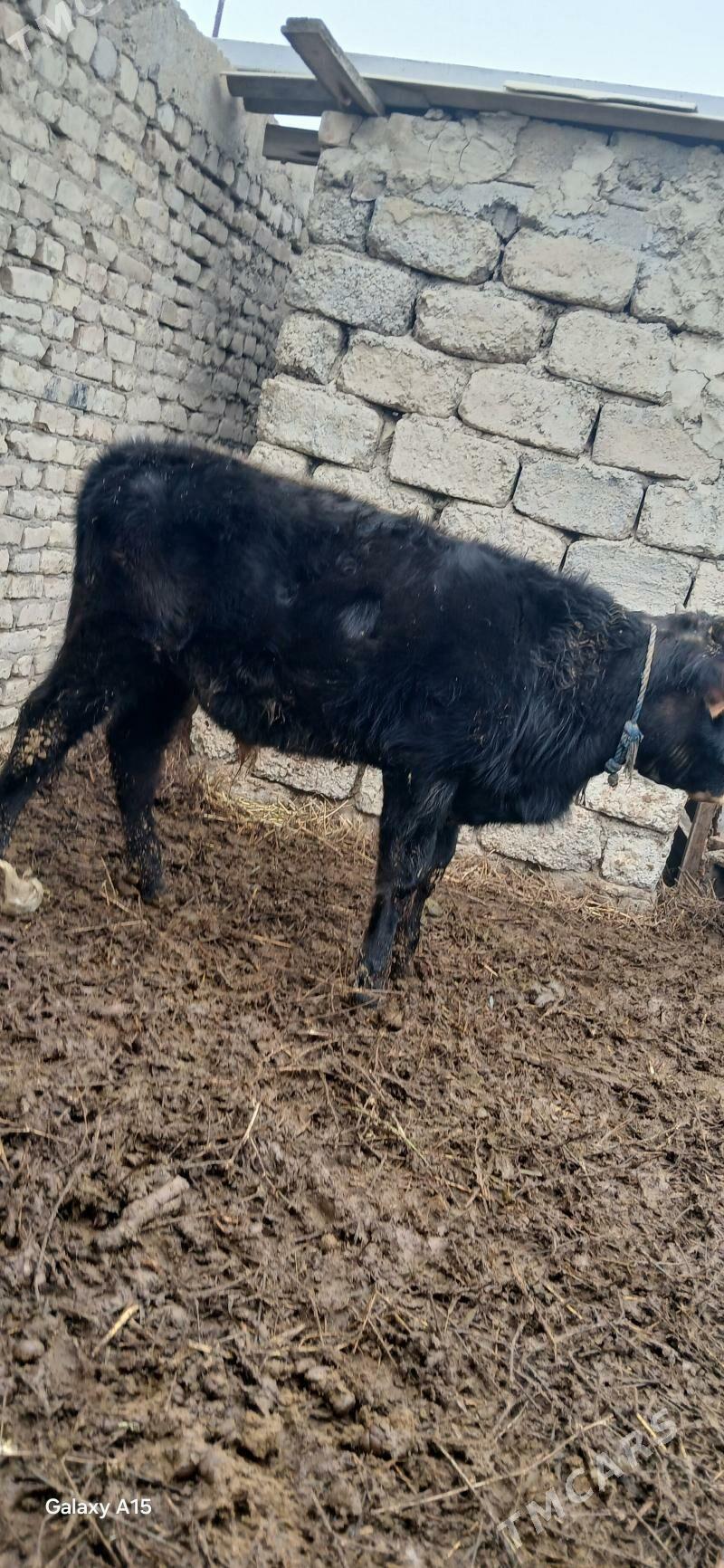 öküz - Herrikgala - img 1