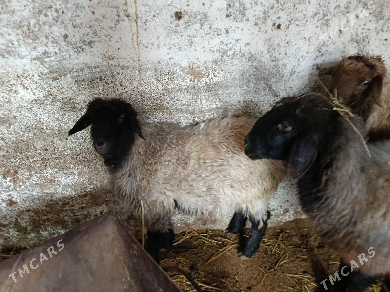 Ene goyunlar toklular - Çoganly - img 1