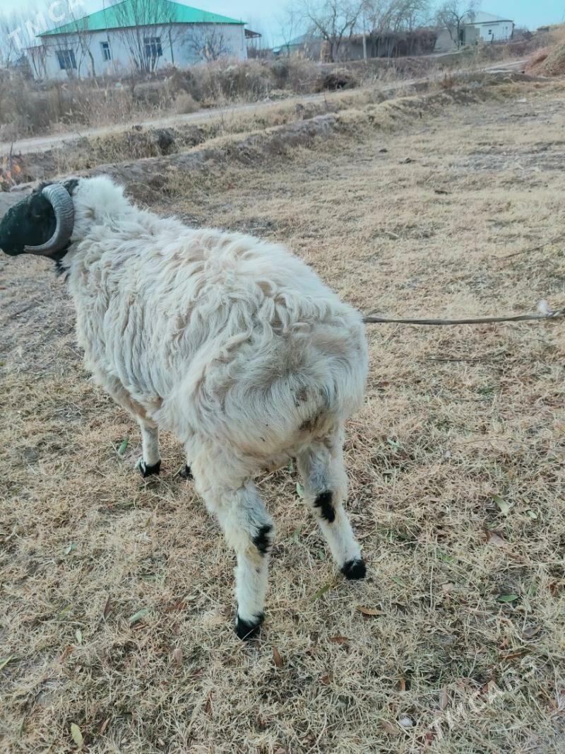 гоч - Гороглы (Тагта) - img 1