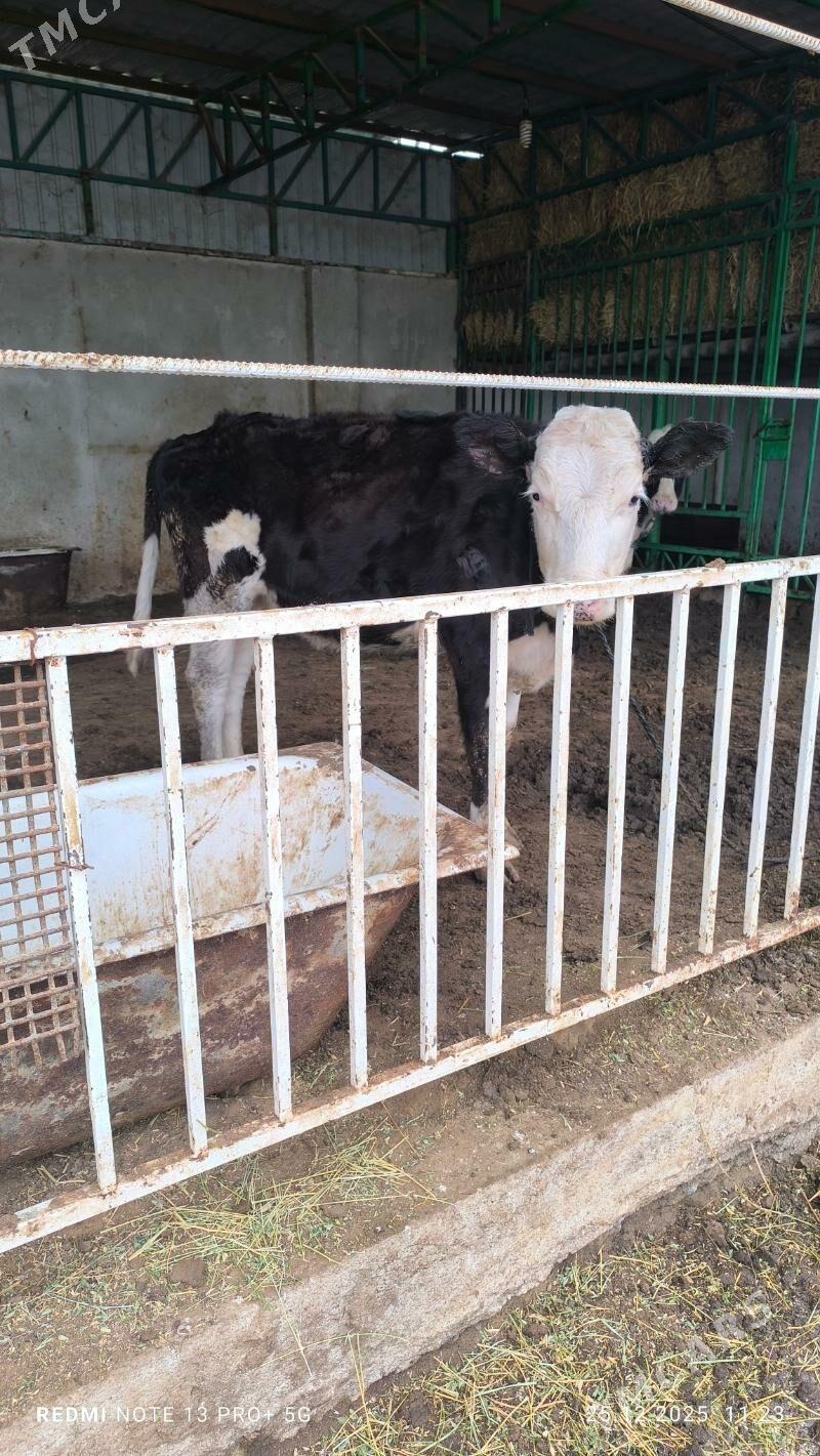 tuwe - Ашхабад - img 1