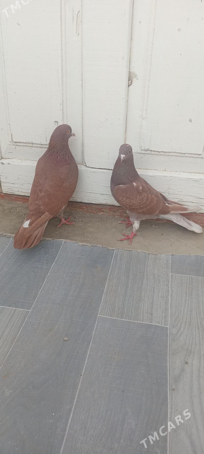 kepderi - Гызыларбат - img 1