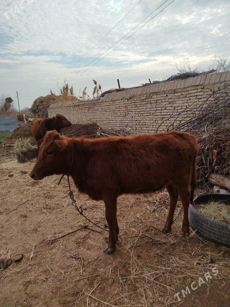 unajynlar, hojek - Dänew - img 1