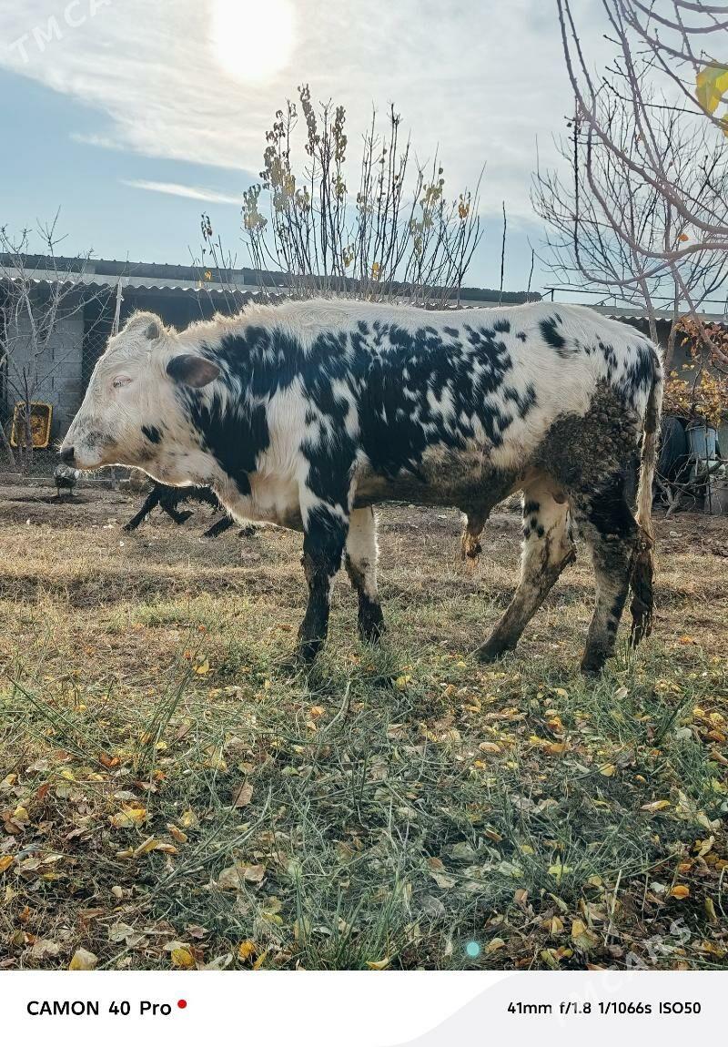 Ala Okuz - Büzmeýin - img 1