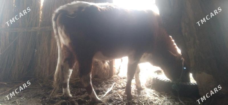 окуз - Дянев - img 1