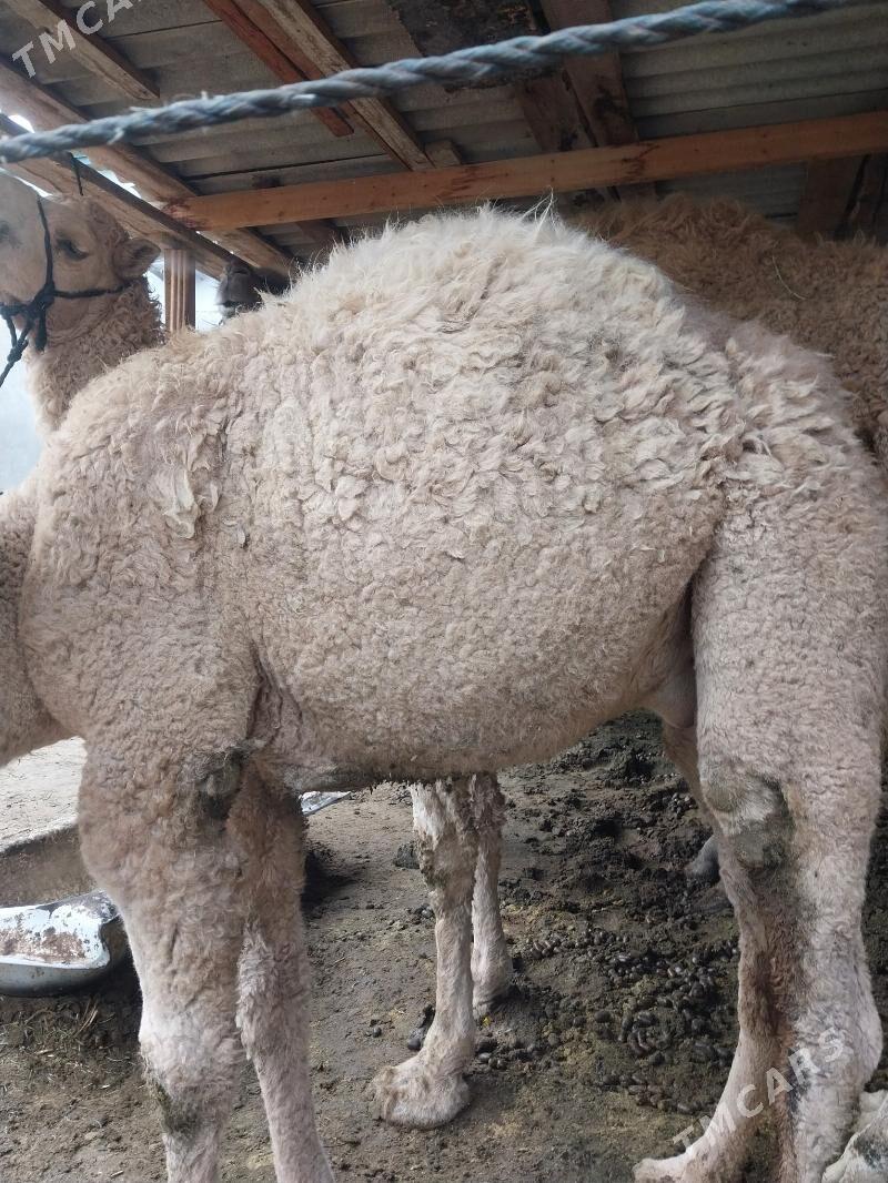 torumly duye - Чоганлы - img 1