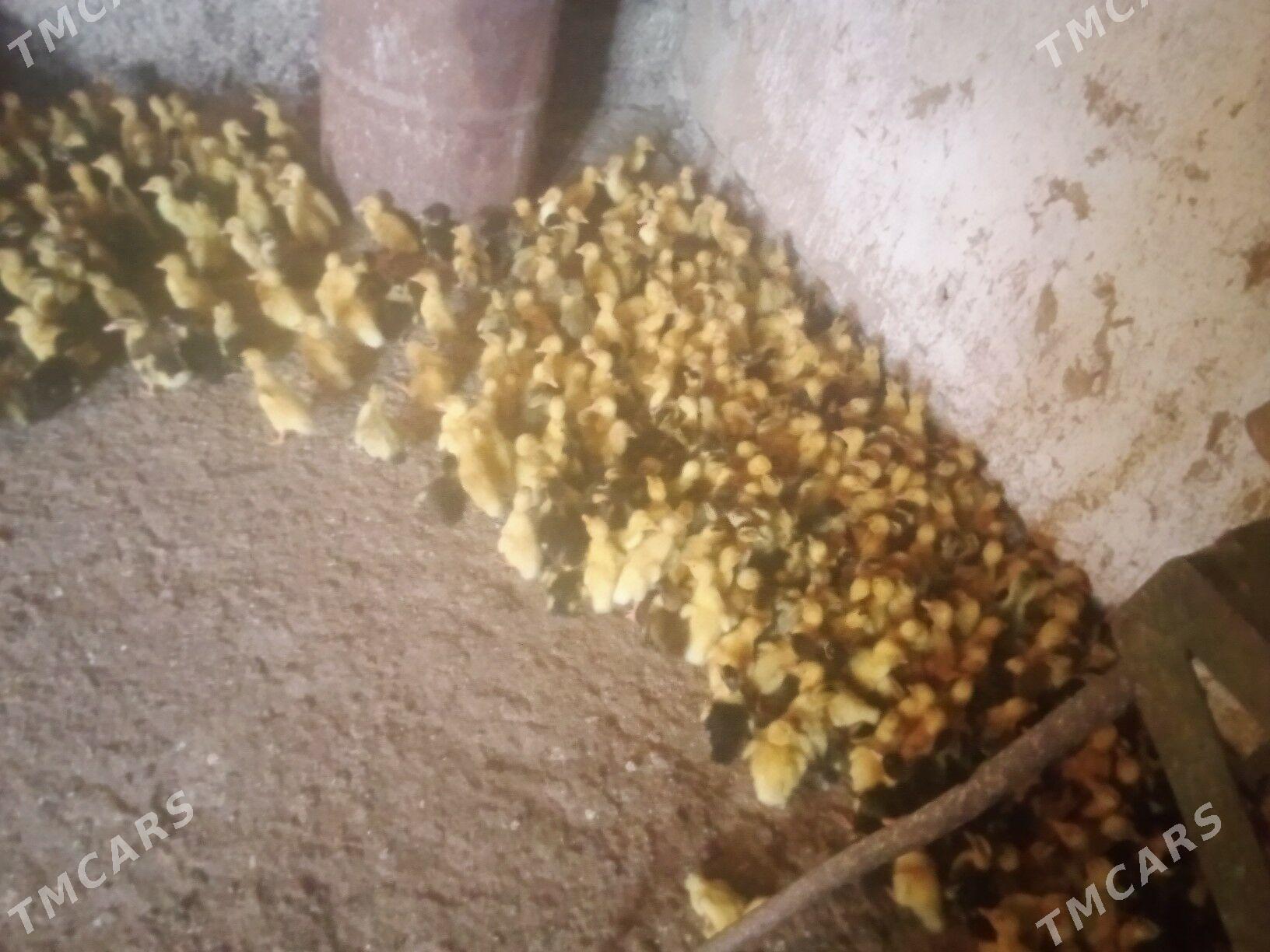 Ördek jüýje gak gak - Baýramaly - img 1