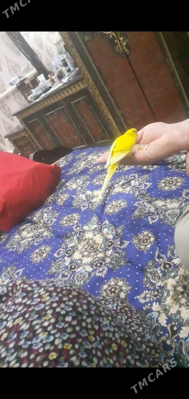 Papugay - Türkmenabat - img 1