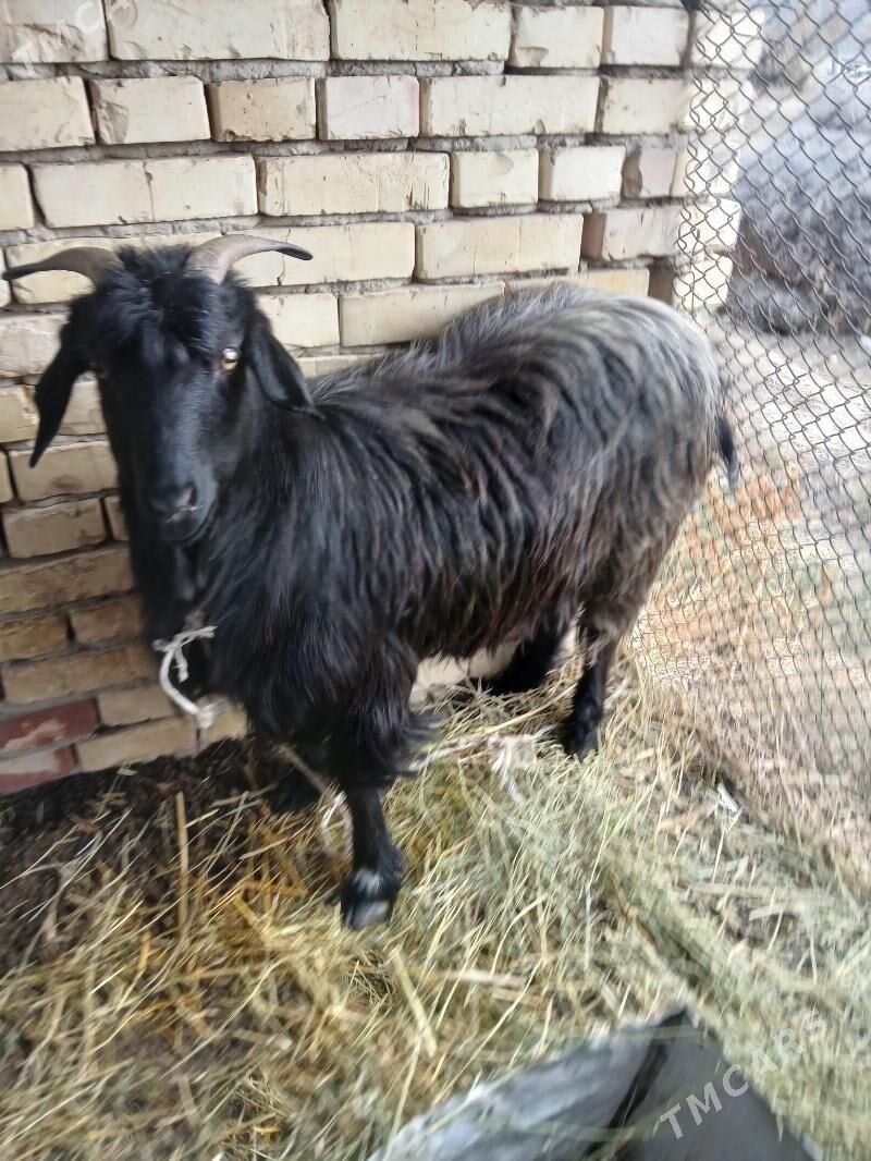 bakylan geçi - Гёкдепе - img 1