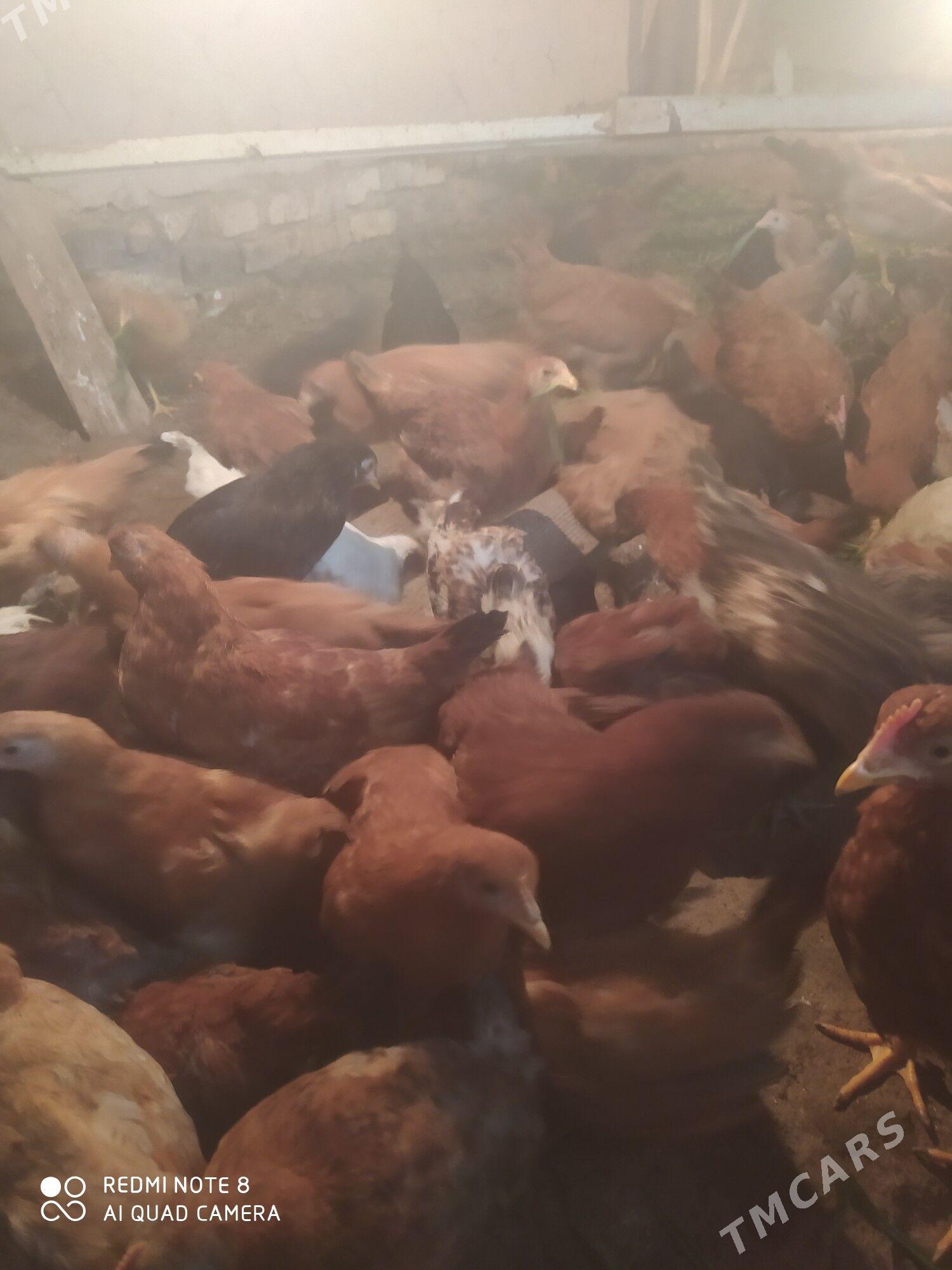 гуш товук - Туркменгала - img 1