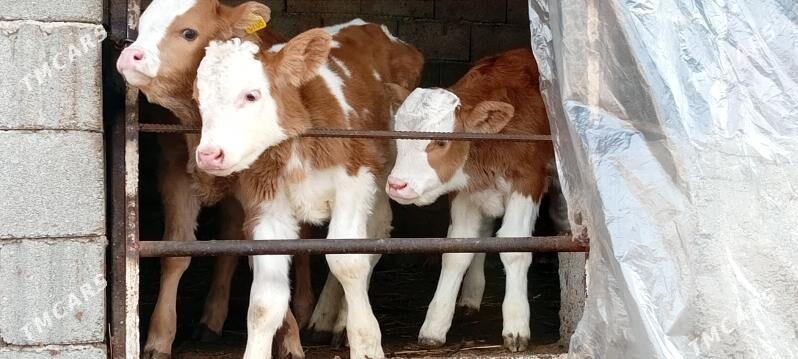 Simental Öküz Tüwe Göle - Aşgabat - img 1