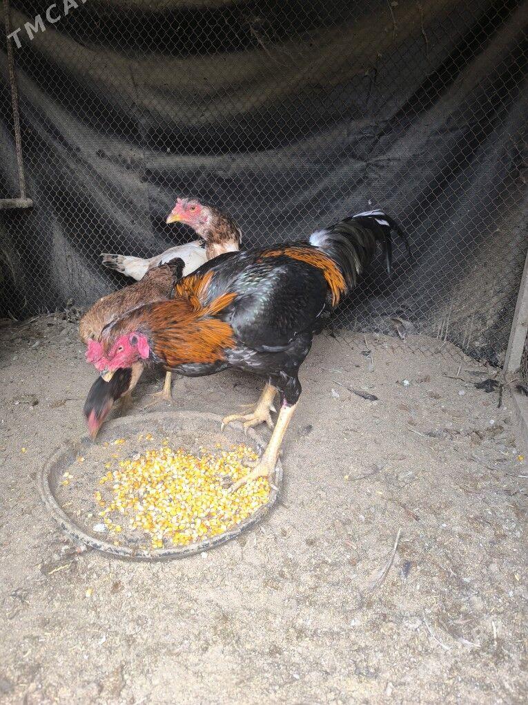 Towuk horaz - Aşgabat - img 1