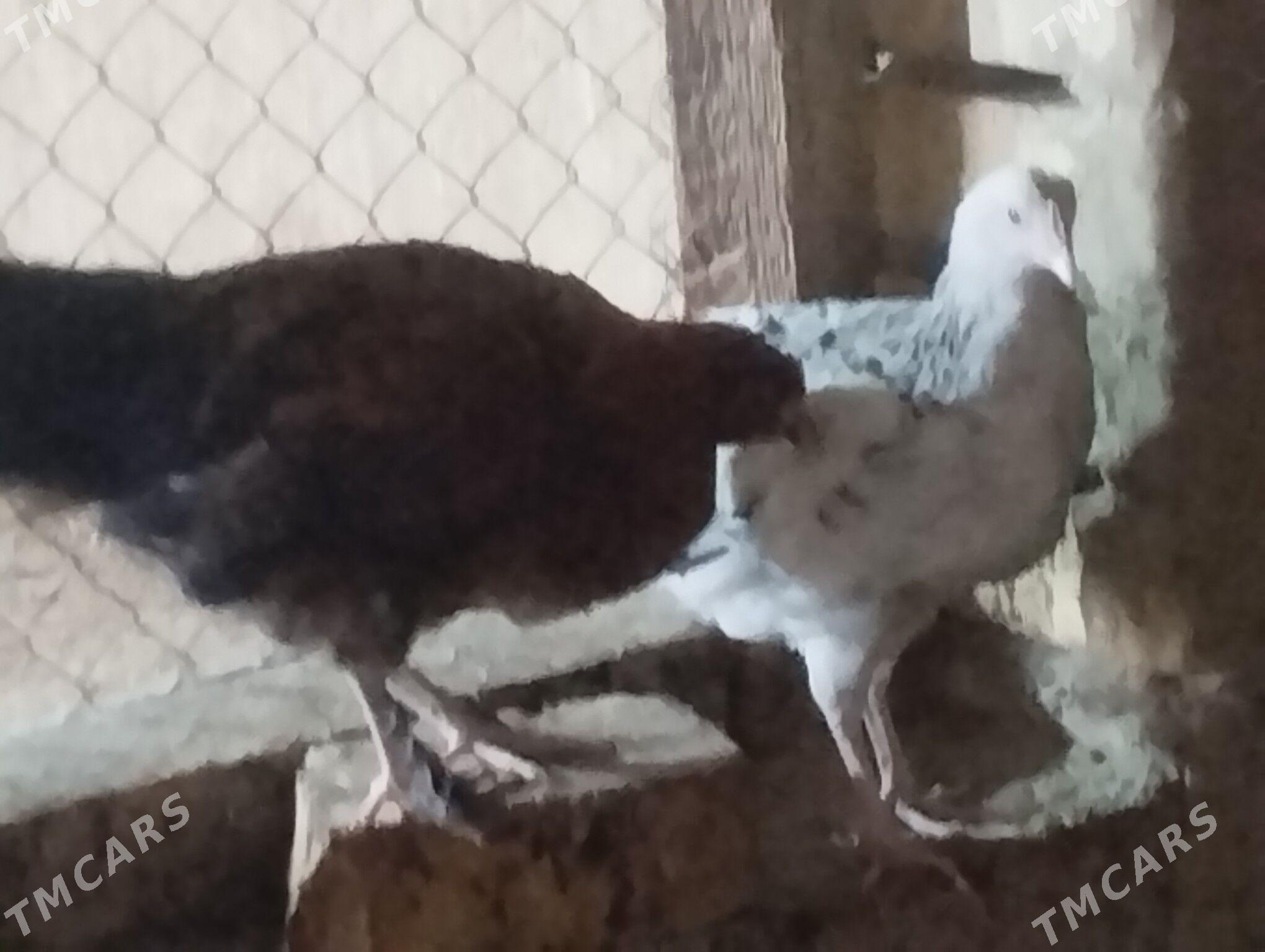 Juyje - Гёкдепе - img 1