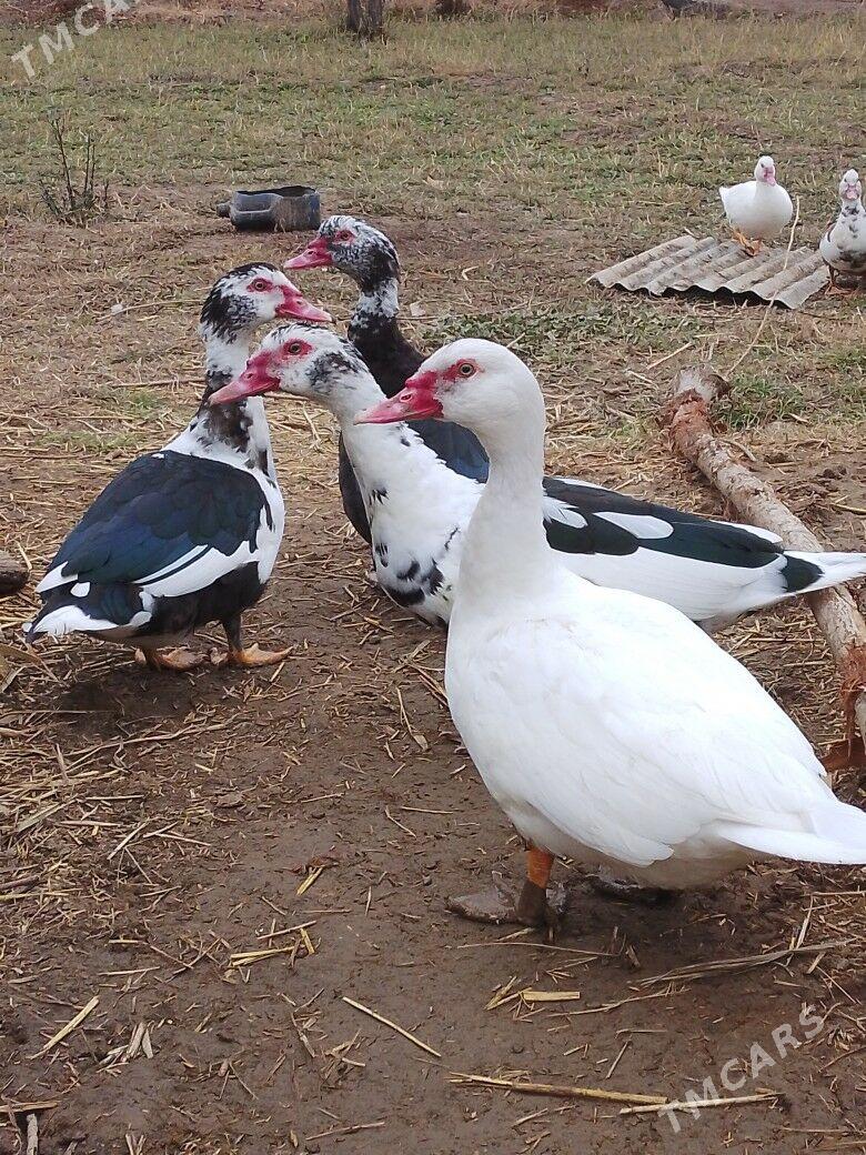 indigutga - Мургап - img 1