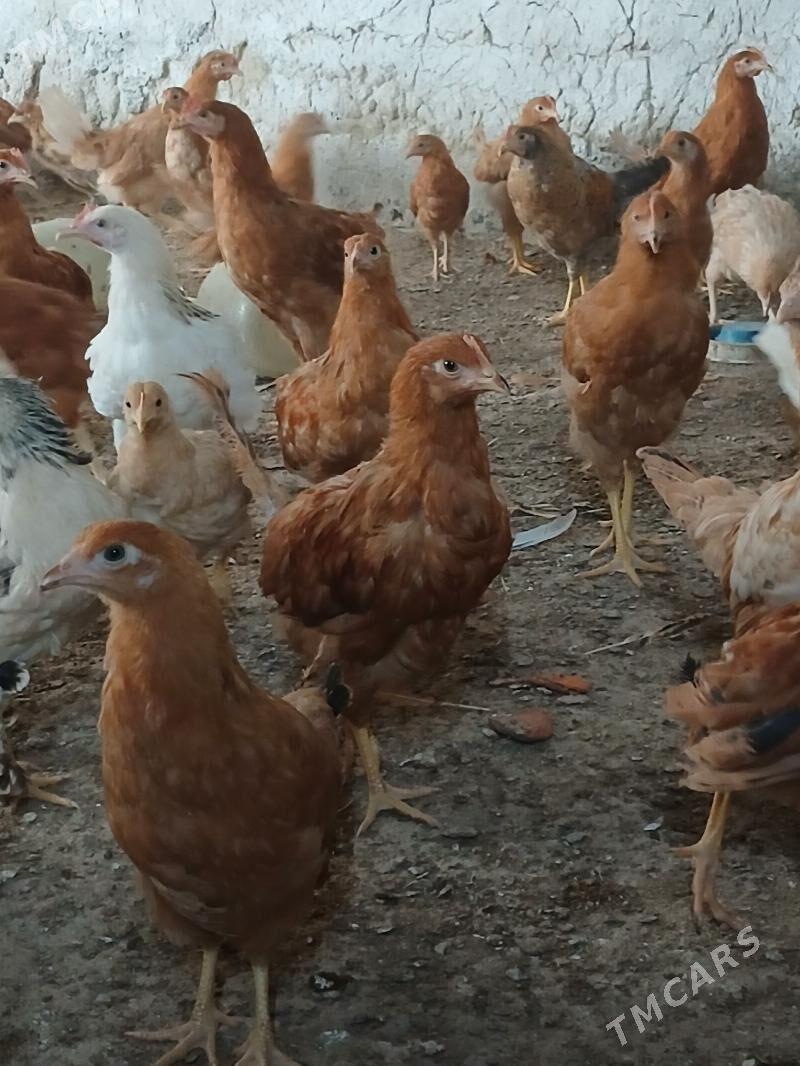 juje - Бахарден - img 1