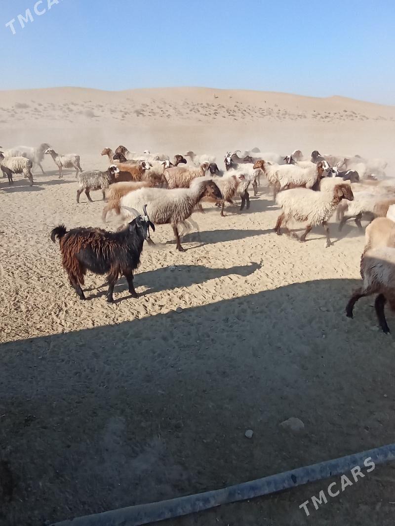 bogaz goyun - Esenguly - img 1