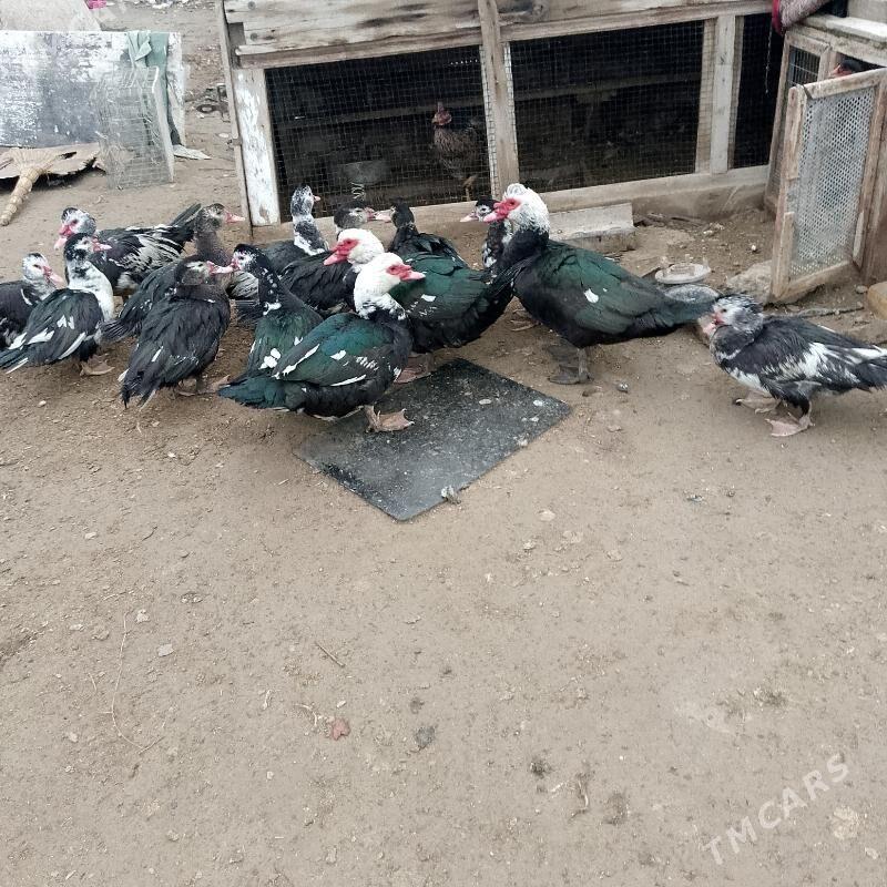 muskus - Сакар - img 1