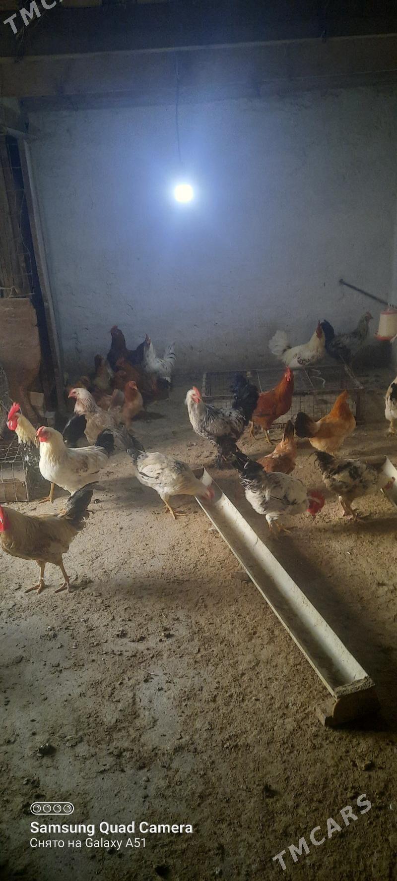 horaz - Теджен - img 1