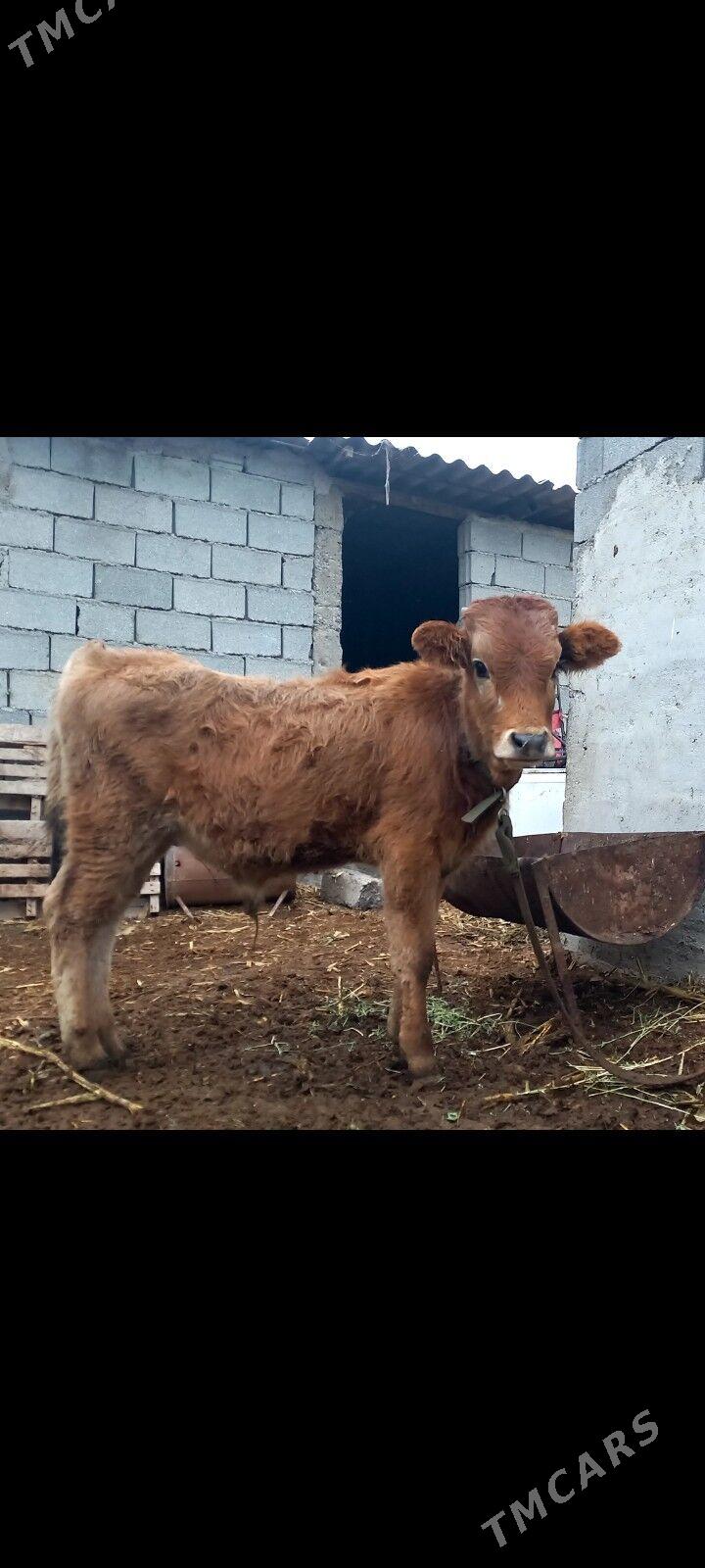 okuz - Büzmeýin - img 1