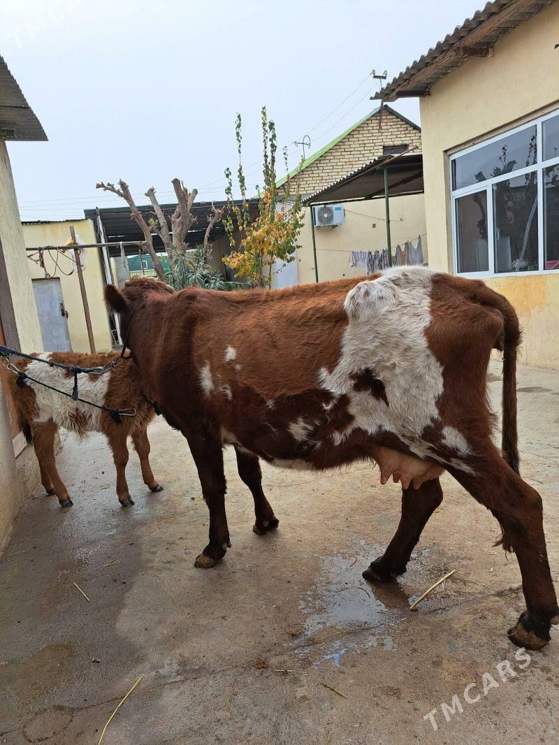 Goleli sygyr - Ашхабад - img 1