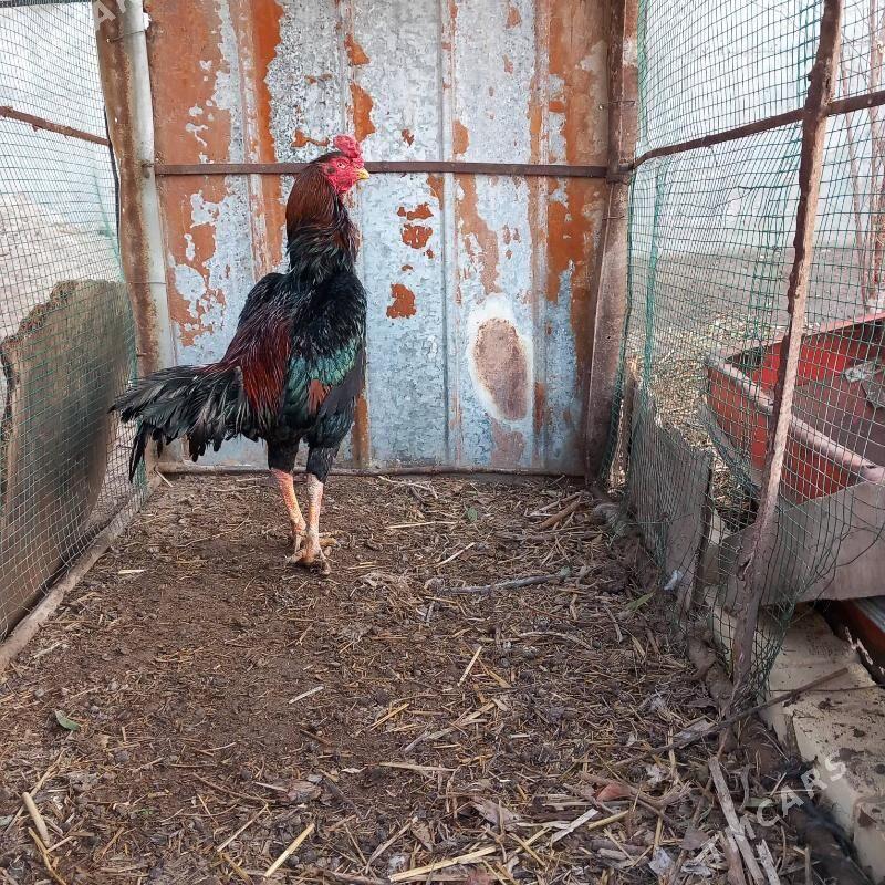 Baysy horaz - Garabekewül - img 1