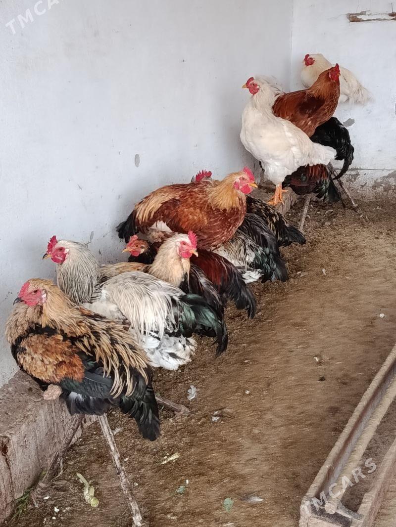 Özbek Horaz 2.5kg - Халач - img 1