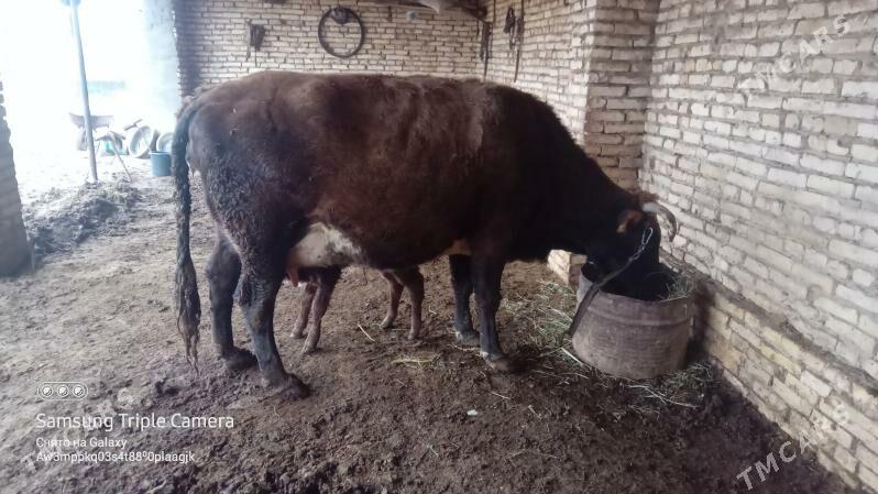 sygyr - Baýramaly - img 1