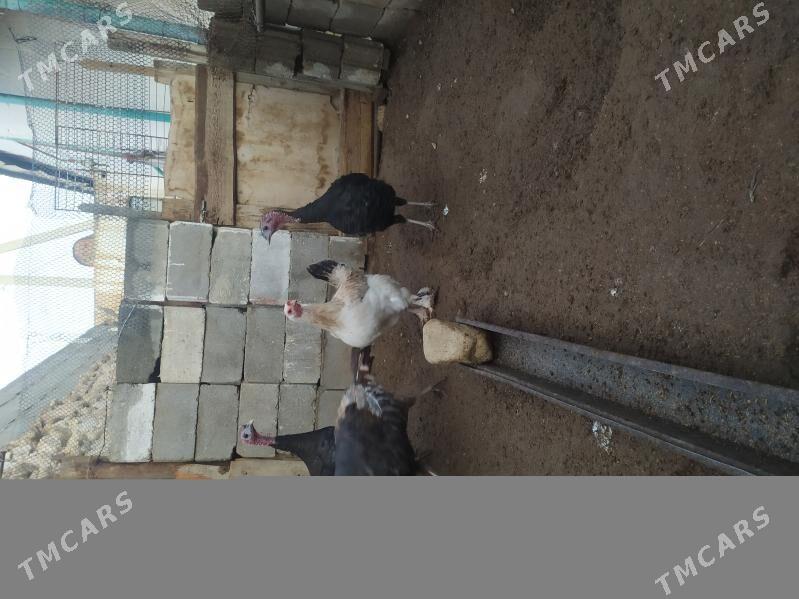 Paroda Tawuk - Jebel - img 1