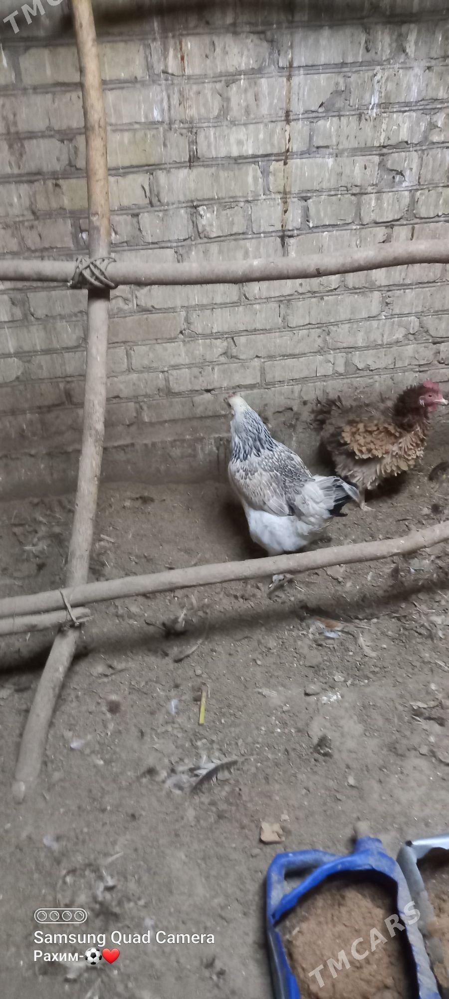 mestny tovuk - Türkmenabat - img 1