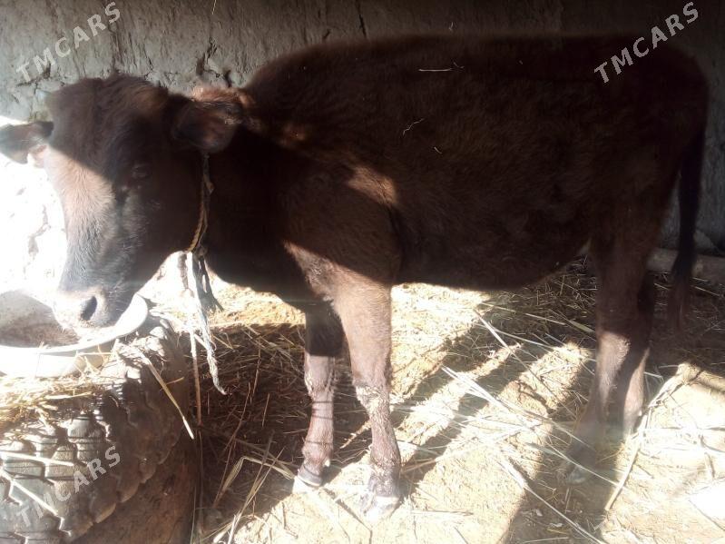 unajyn baklyk - Çärjew - img 1