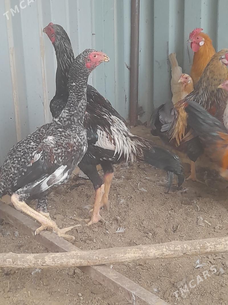 baýsa - Сакарчага - img 1