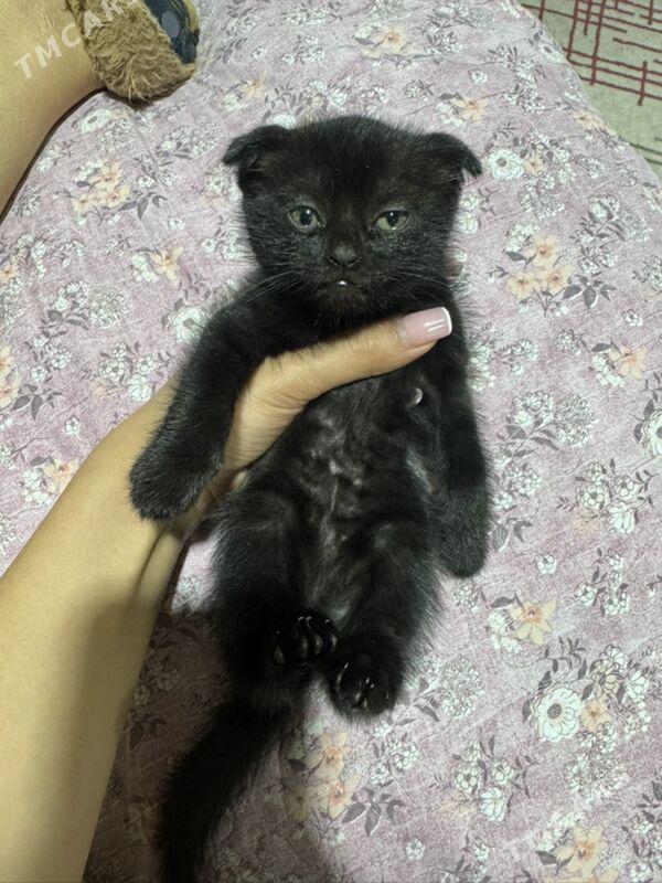 кошки - Туркменабат - img 1