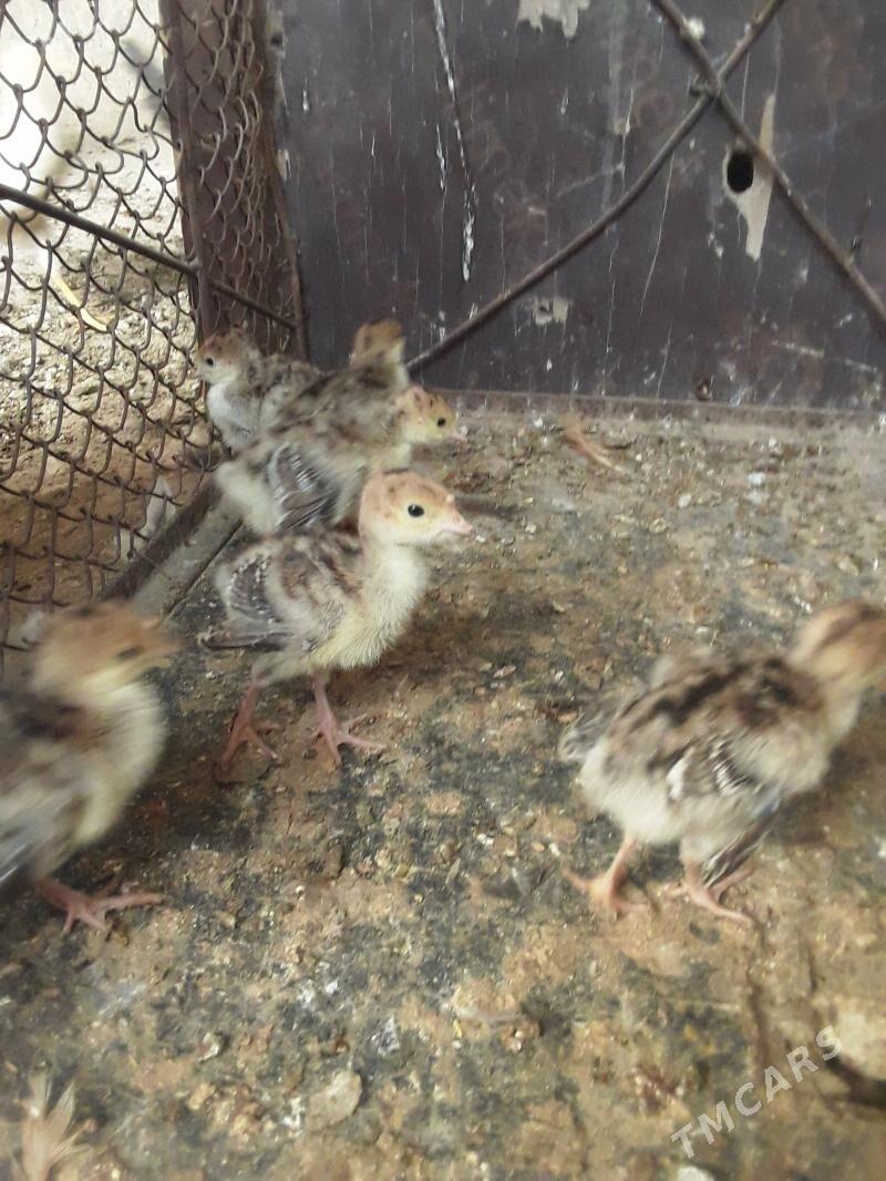 induk jüje - Aşgabat - img 1