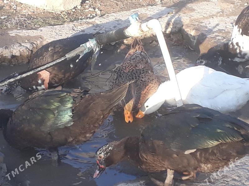 induatga - Gyzylarbat - img 1