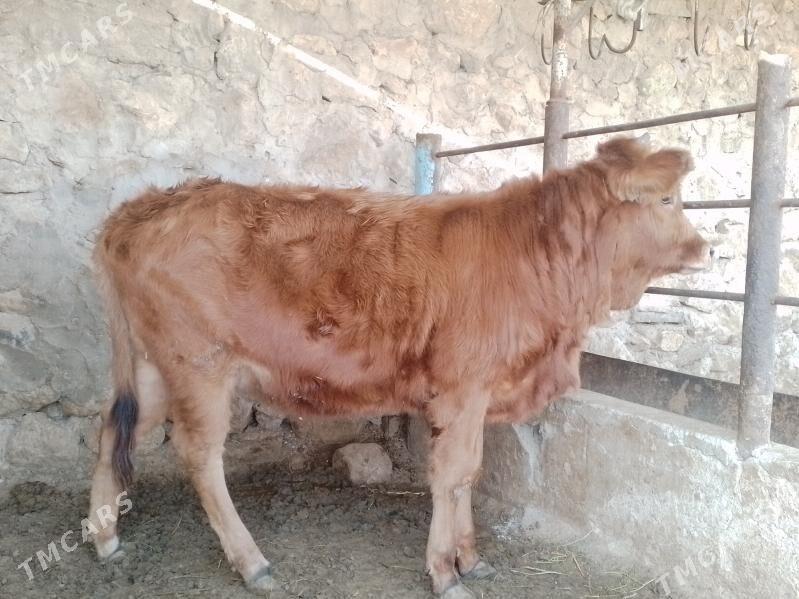 Gaçar - Jebel - img 1