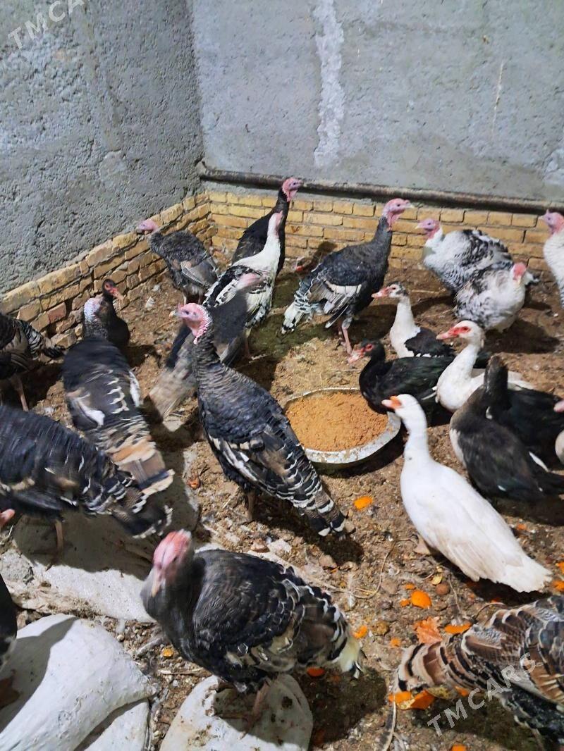 induk - Туркменабат - img 1