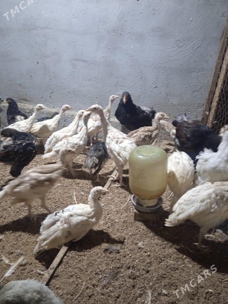 induk - Херрикгала - img 1