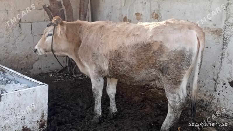 sygyr,tuwe - Bäherden - img 1