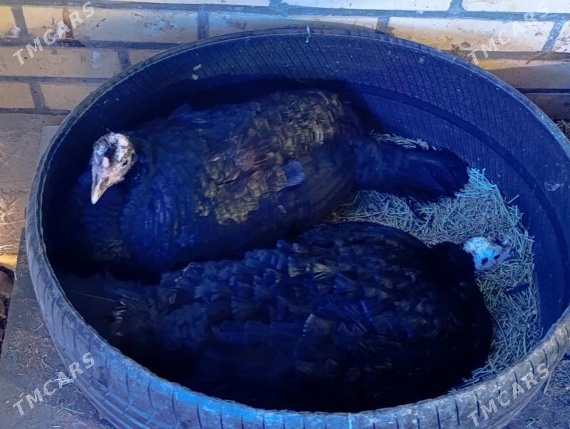 Induk - Mary - img 1