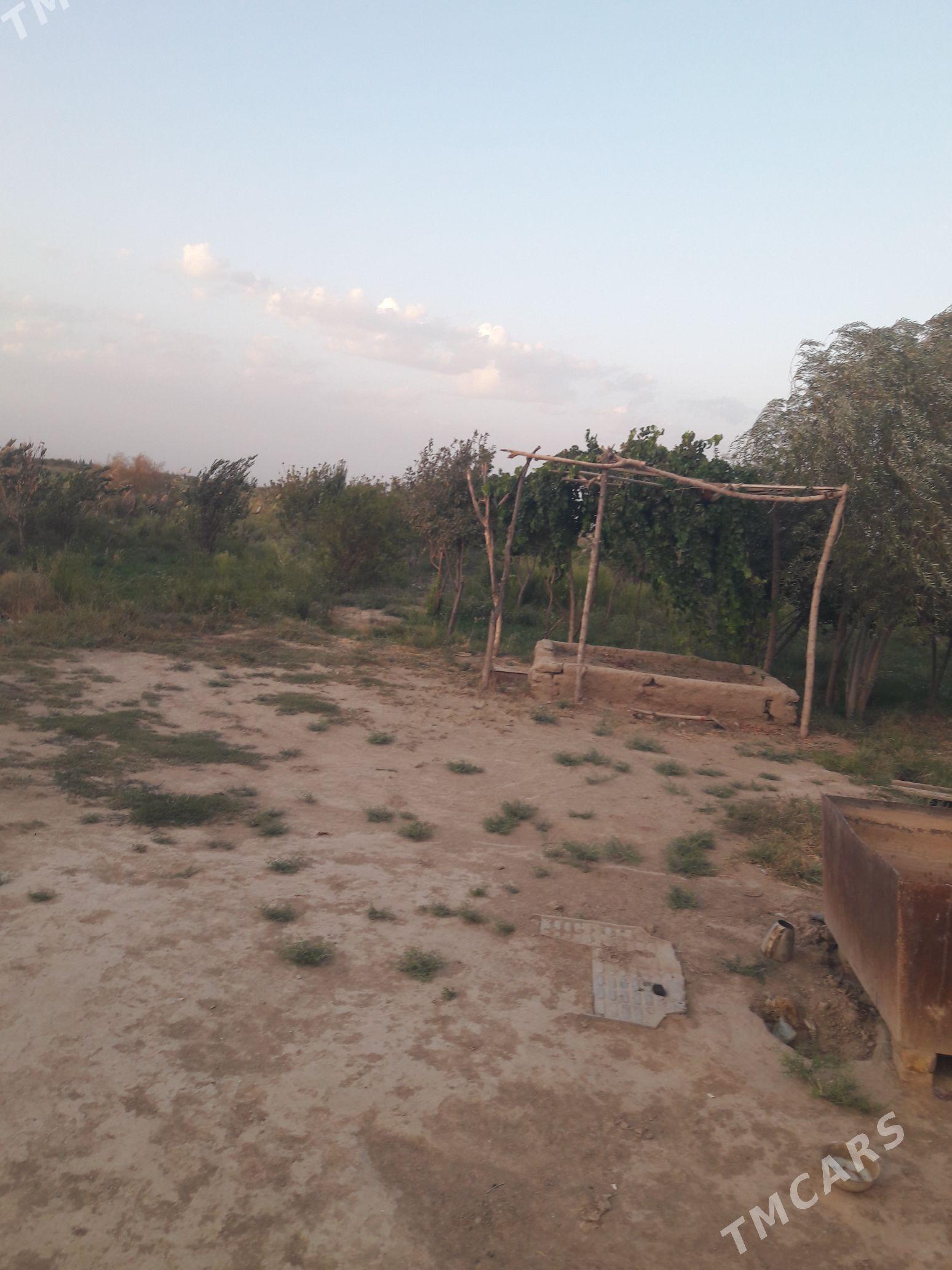 Uçasika - Кака - img 1