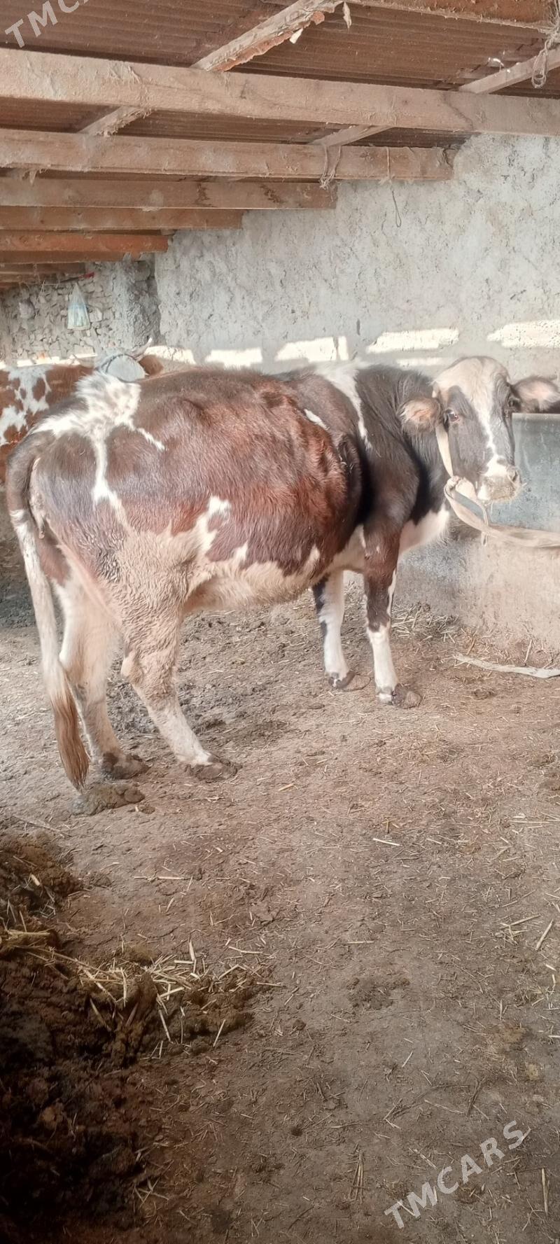 sygyr - Бахарден - img 1