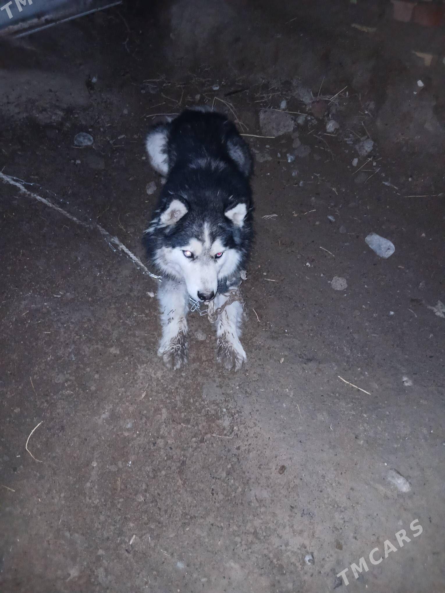 hasgi güjük - Aşgabat - img 1