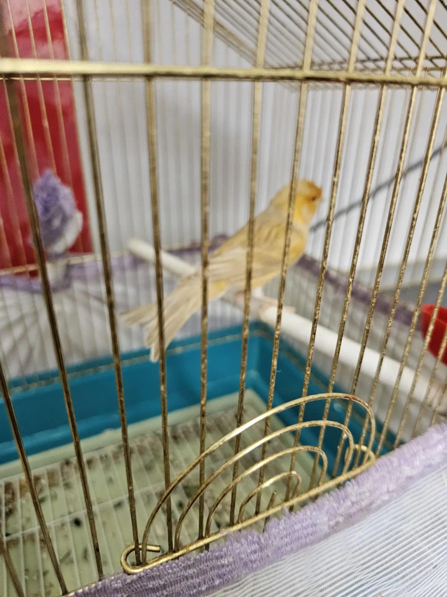 kanareyka канарейка - Ашхабад - img 1