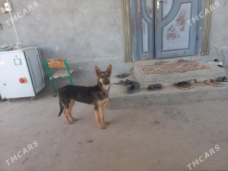 Awçarka - Ak bugdaý etraby - img 1